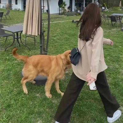 纽约孤儿